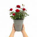3Ltr Red Patio Rose Plant in Nursery Pot, Outdoor Pots
