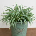 3 Litre Hosta Silly Strings Plants in Nursery Pots