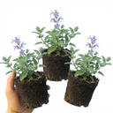 Nepeta Faassenii Catmint Plants (Set of 3 or 6)