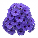 Phlox Blue Dark Eye Plants (Set of 3 or 6)