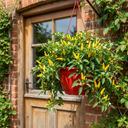 Chilli Pepper 25cm Hanging Basket, Peppers from Heaven, Pots
