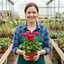 Set of 3 or 6 Ranunculus Vortex Hot Pink Persian Buttercup Plants, Spring Flowering, Outdoor Garden Ready, 1 Litre Root-Ball