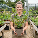 Gooseberry Kamieniar Plants