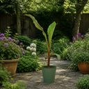 Banana Tree 3L (100–120 cm Tall)