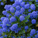 Ceanothus Pugets Blue Plant (2L Pot)
