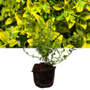Euonymus Emerald n Gold Plant (2L Pot)