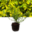 1 Large Plant - Euonymus Emerald n Gold, Ready to Plant in Your Garden, 2L Pot
