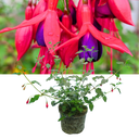 1 Large, Outdoor Garden Ready Plant - Fuchsia Mrs Popple, Peat Free 2L Pot