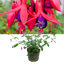1 Large, Outdoor Garden Ready Plant - Fuchsia Mrs Popple, Peat Free 2L Pot