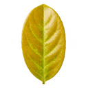 Ligustrum Aureum Golden Privet Hedge Plants