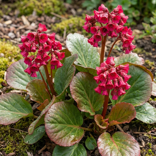 Bergenia 'Rotblum' with deep pink bell flowers above glossy red-tinged rounded leaves