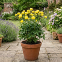 Trollius Lemon Queen Globeflower Plants