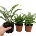 Soft Shield Fern Polystichum Setiferum Plants (Set of 3 or 6)
