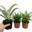 Set of 3 or 6 Soft Shield Fern Polystichum Setiferum Plants, Hardy Evergreen Shade Perennials, 1 Litre Root-Ball