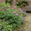 Centaurea Dealbata Bright Rose Persian Cornflower Plants (Set of 3 or 6)