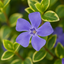 1 Large Plant – Vinca ‘Ralph Shugert’, Ready to Plant in Your Garden