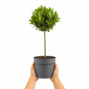 3L Bay Tree 60-70cm, Culinary Evergreen, Nursery Pots