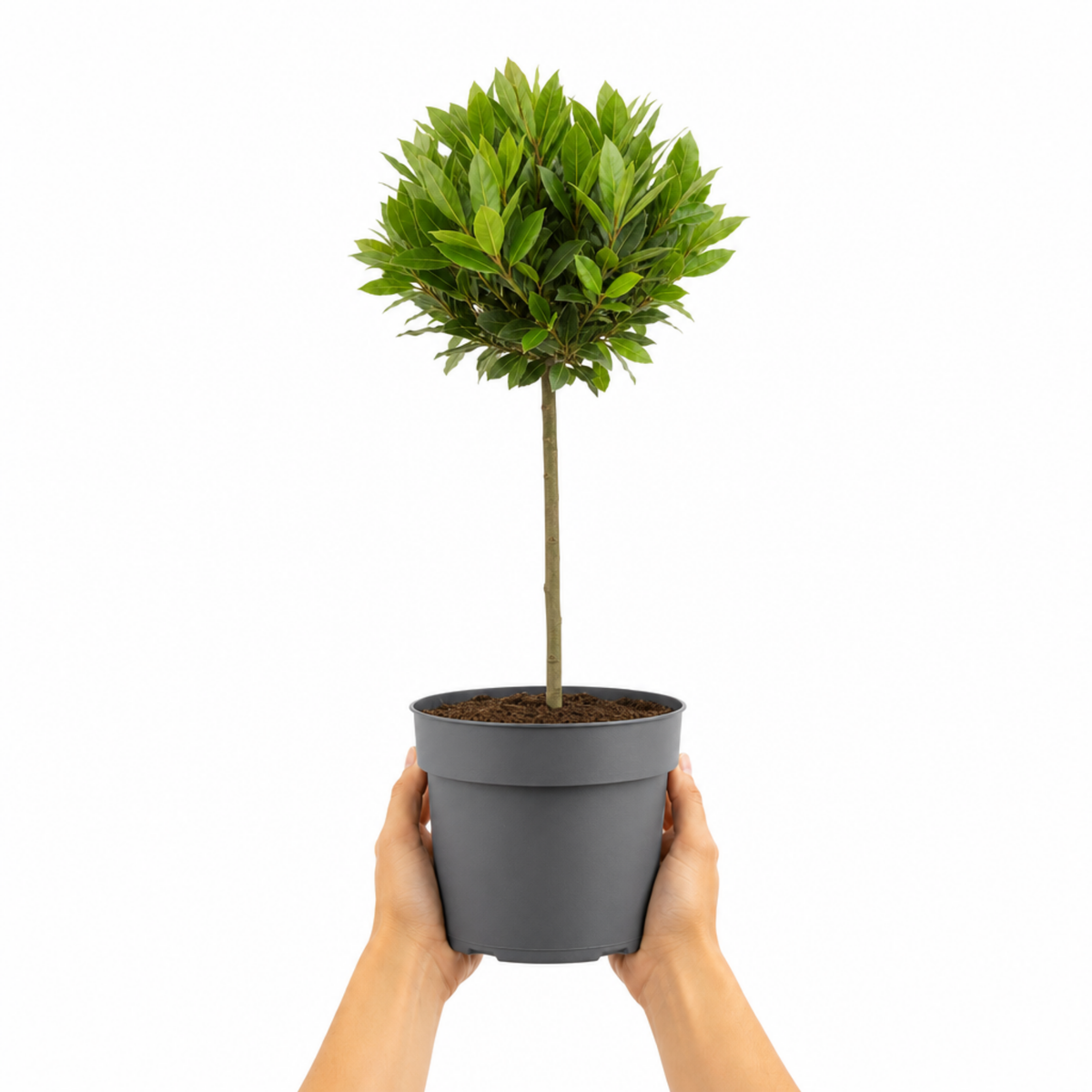 Bay Tree (Laurus nobilis) – Evergreen Culinary Herb (3L Pot)