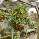 Tomato Tumbling Tom Yellow Plants (Set of 3 or 6)