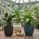 Rubber Plants