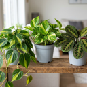3 Jungle Shelf Trailing Houseplants Plant (1L Pot)