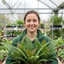 3 Large Plants - Braun's Holly Fern Polystichum Braunii, Outdoor Garden Ready