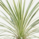 Astelia Silver Spear Plant (3L Pot)