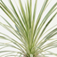 1 Large Plant - Astelia Silver Spear, Ready to Plant in Your Garden, 3L Rootball