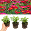 Set of 3 or 6 Large Plants - Argyranthemum Madeira Red, Outdoor Garden Ready