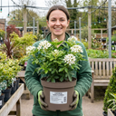 Choisya Snow Flurries Plant (3L Pot)