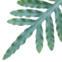 Phlebodium Aureum Blue Star Fern Plants