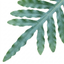 1 Phlebodium Aureum Blue Star Fern Houseplant, Pet Friendly Easy Care Indoor Plant, 17cm Root Ball