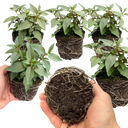 Set of 3 or 6 Large, Garden Ready Plants - Fuchsia Bella Lisa (Pink & White)