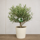 3L Olive Tree Plant, 80-100cm, Mediterranean Nursery Pots
