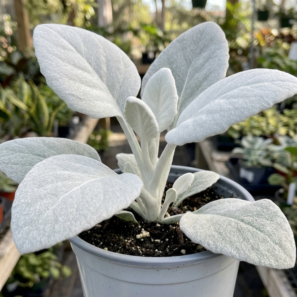 Senecio Angel Wings Plants