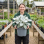 1 Senecio Angel Wings Silver Leaf Perennial Plant, Drought Tolerant, Garden Ready, 23cm/5L Root Ball