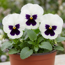 3 Pansy White with Blotch Plants