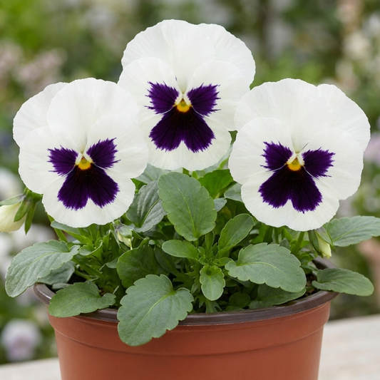 White pansies with deep purple blotches and yellow eyes above green foliage in a terracotta pot