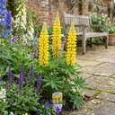 Yellow Lupin Perennial Plants (Set of 3 or 6)