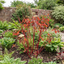 1 Cornus Alba Sibirica Red Stemmed Dogwood Plant, Winter Hardy Garden Shrub, 3 Litre Root Ball