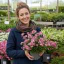 Nemesia Nuvo Rose Improved Plant (2L Pot)