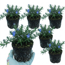 Rosemary Blue Rain Herb Plants (Set of 3 or 6)