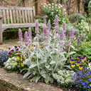 3 Stachys Byzantina Lamb's Ear Plants