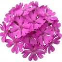 Silene Schafta Autumn Catchfly Plants (Set of 3 or 6)