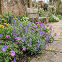 Nepeta Faassenii Catmint Plants (Set of 3 or 6)