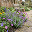 Set of 3 or 6 Nepeta Faassenii Catmint Plants, Hardy Perennial, Bee Friendly Blue Flowering Plants, Outdoor Garden Ready, 1 Litre Root-Ball