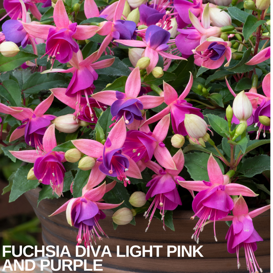 Fuchsia with light pink sepals and purple corollas over green foliage in a pot, caption text overlaid