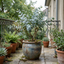 1 Eucalyptus Gunnii France Blue Tree, Hardy Evergreen Outdoor Garden Plant, 7.5 Litre Root-Ball