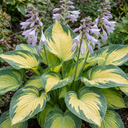 Paul's Glory Plantain Lily Plants (Set of 3 or 6)