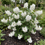 1 Philadelphus Snowbelle Mock Orange Plant, Fragrant Hardy White Flowering Garden Shrub, 3L Root-Ball
